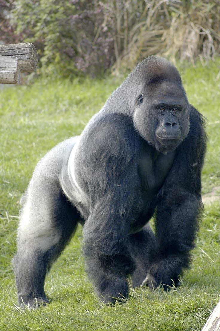 Mountain Gorilla in Bwindi